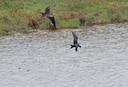 Frigate birds fight