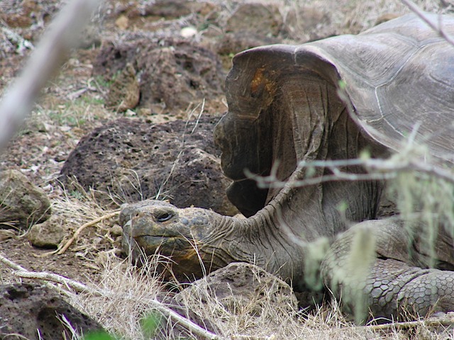 Tortoise