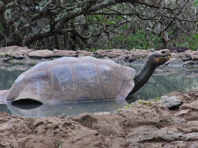 Tortoise