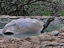 Tortoise