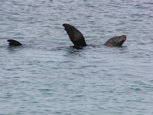 Sea Lion