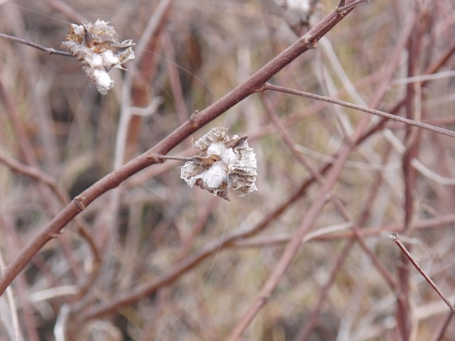 "Cotton" flower