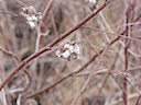 "Cotton" flower