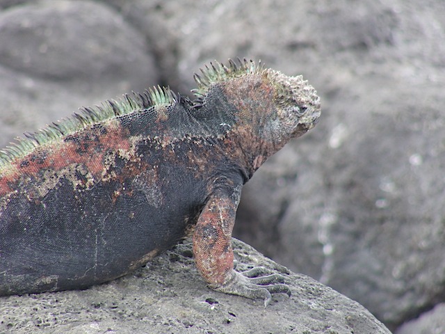 Marine iguana