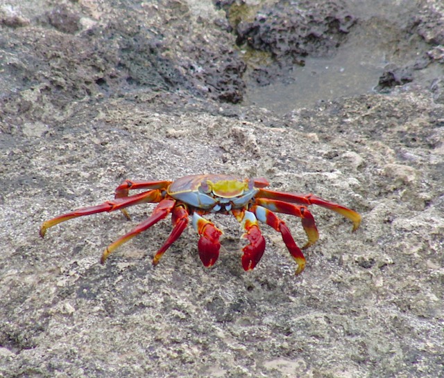 Crab