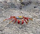 Crab