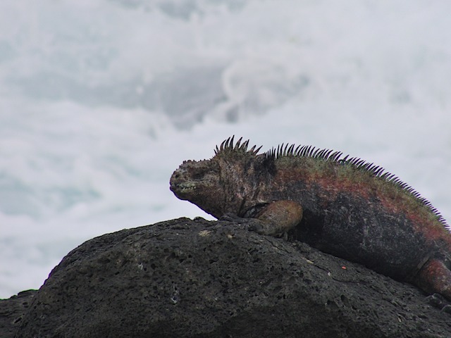 Marine iguana