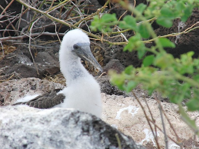 Booby chick