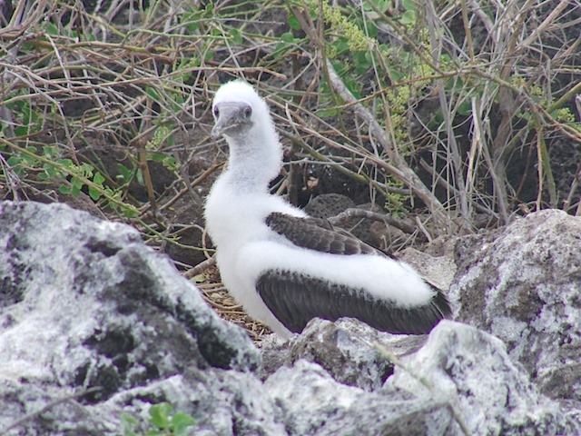 Booby chick