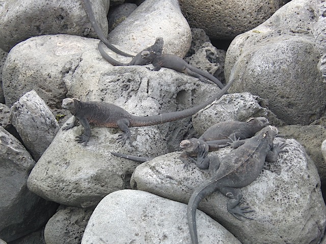 Marine iguanas