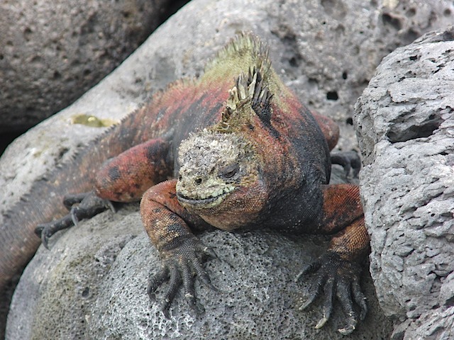 Marine iguanas