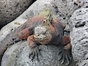 Marine iguanas