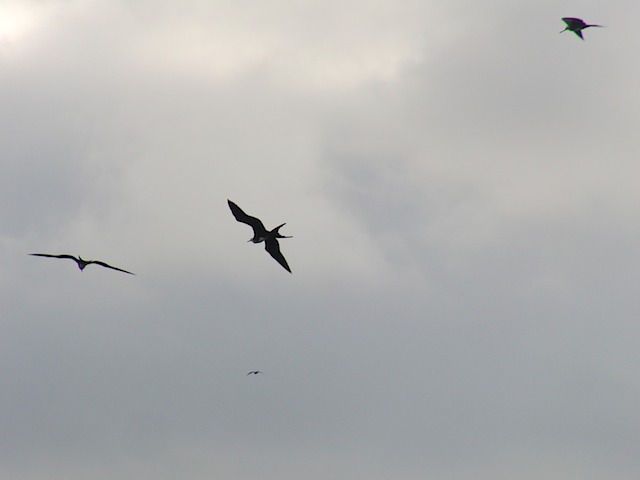 Frigate birds