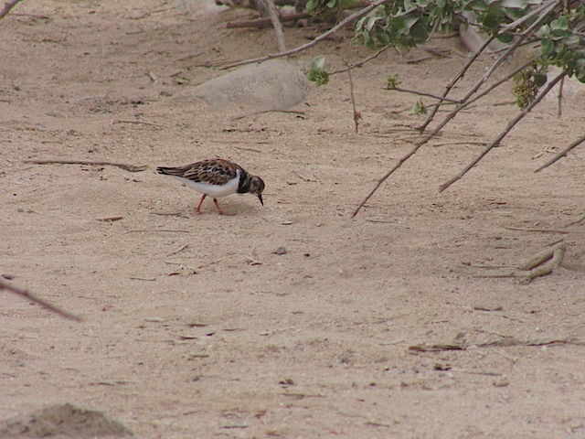 Sandpiper