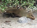 Week-old sea lion pup nursing