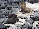 Sea lion pups