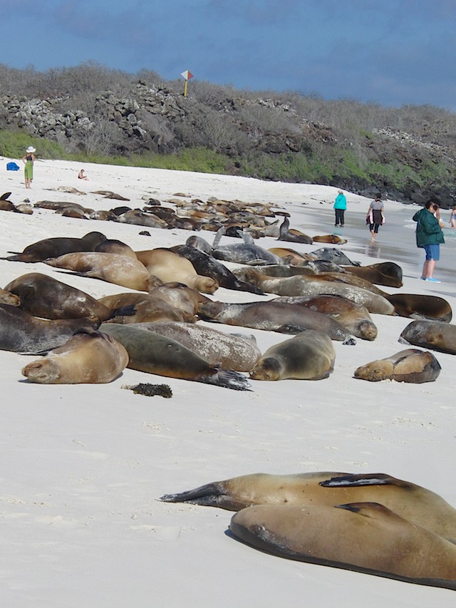 Many sea lions