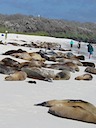 Many sea lions