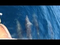 Dolphin video