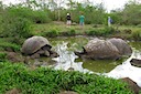 Tortoises and us (from Monica)