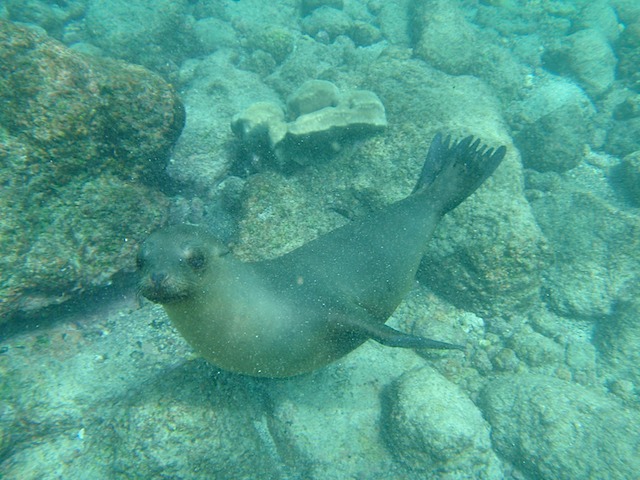 Swimming with the sea lion