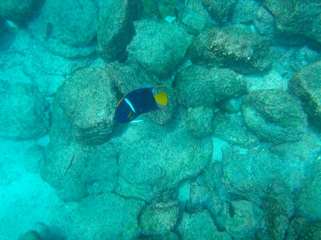 King angelfish