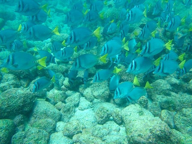 Surgeon fish school