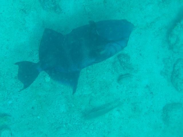 Banded triggerfish