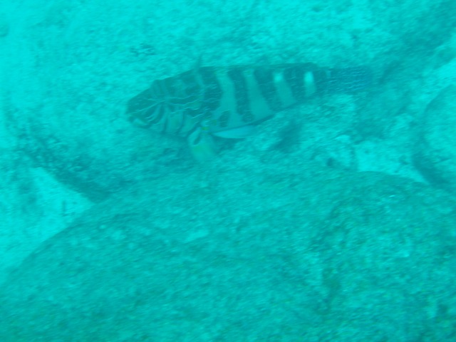 Giant hawkfish