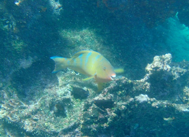 Orange parrotfish