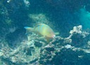 Orange parrotfish