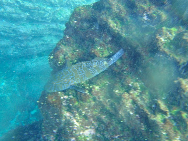 Giant hawkfish