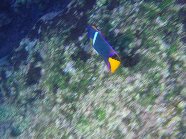 King angelfish