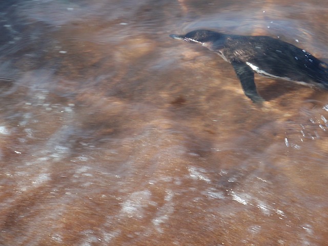 Penguin near the beach