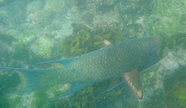 Mexican hogfish