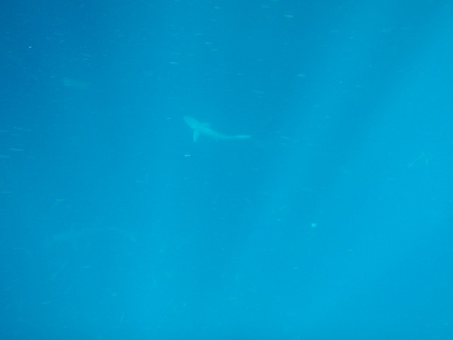 Sharks at Kicker Rock