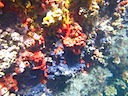 Kicker Rock coral and fish