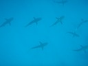 Sharks at Kicker Rock