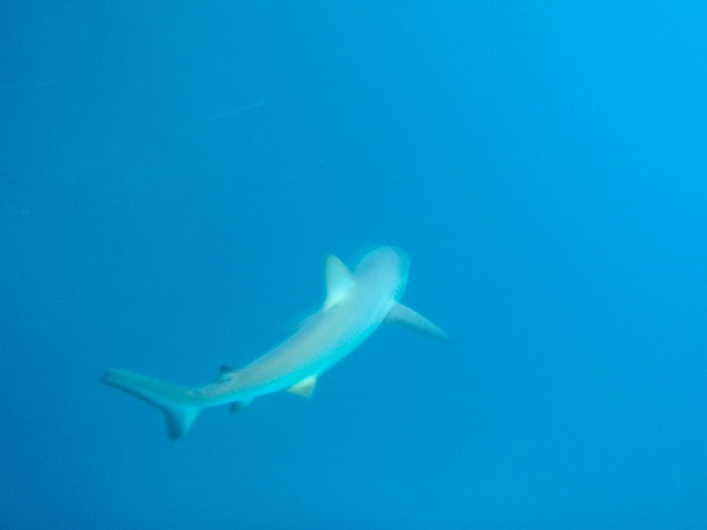 Charks at Kicker Rock