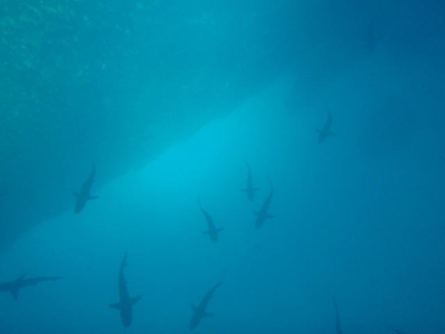 Charks at Kicker Rock