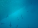 Sharks at Kicker Rock