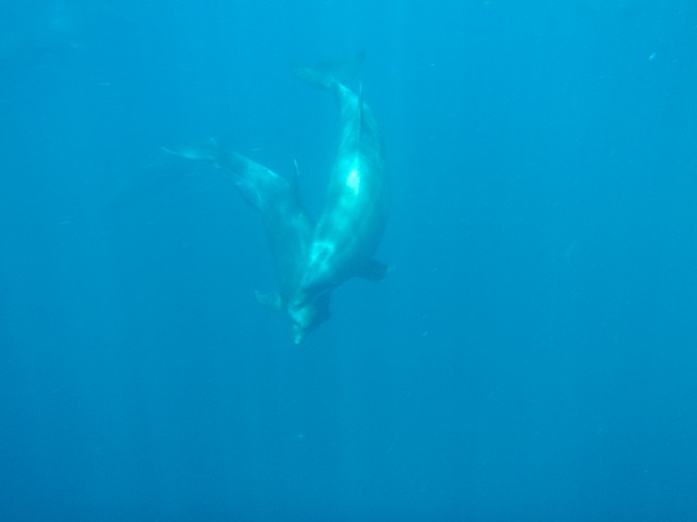 Dolphins off Kicker Rock