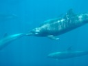 Dolphins off Kicker Rock