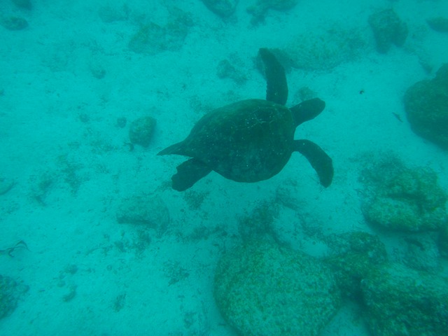 Sea turtle