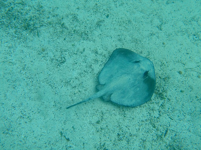 Stingray