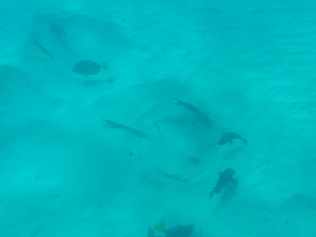 Stingray buries itself while fish await leftovers