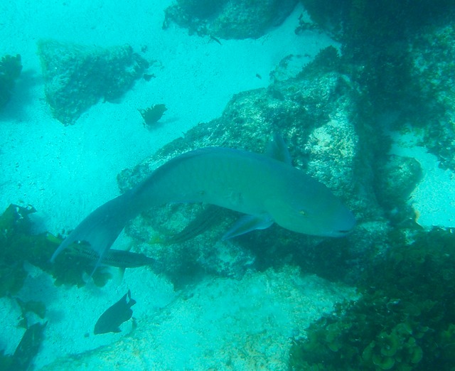 Parrotfish