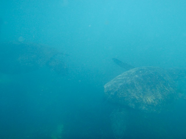 Two sea turtles