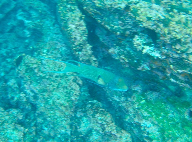 Mexican hogfish