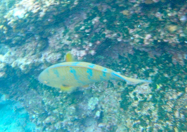 Parrotfish